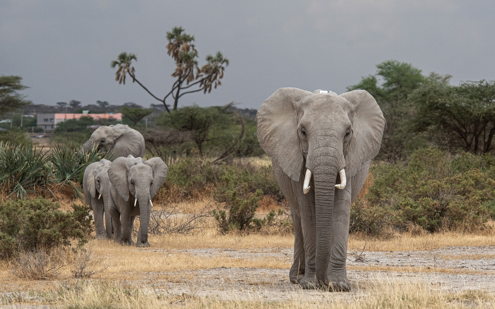 Elephant family walking through the savannah