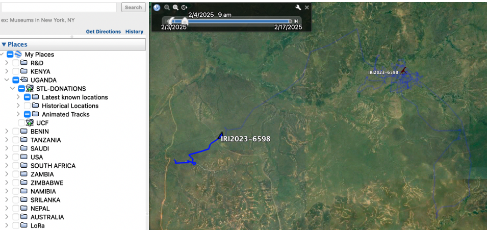Collar movement track displayed in Google Earth via a network link